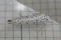 Yponomeuta