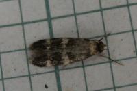 Oegoconia