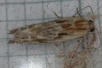 Eucosma gr. cana