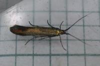Coleophora