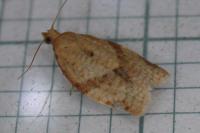 Clepsis consimilana
