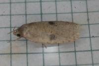 Agonopterix propinquella