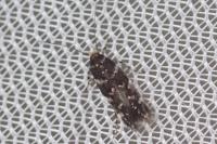 Eteobalea serratella