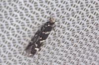 Eteobalea serratella