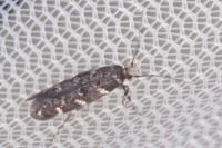 Eteobalea serratella