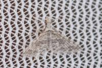 Alucita zonodactyla