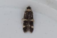 Apatema proteroclina