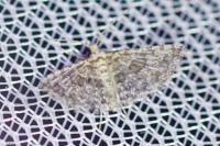 Alucita zonodactyla