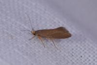 Crassa unitella