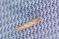 Pyroderces argyrogrammos