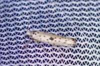 Yponomeuta plumbella