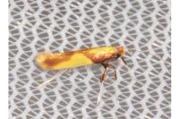 Caloptilia alchimiella