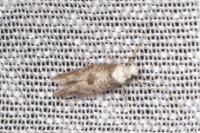 Paraswammerdamia albicapitella