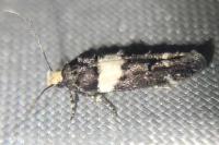Recurvaria leucatella