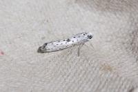 Yponomeuta plumbella