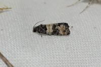 Piniphila bifasciana