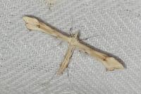 Gillmeria ochrodactyla
