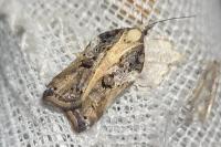 Acleris cristana