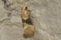 Eupoecilia ambiguella
