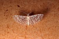 Alucita cancellata