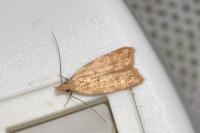 Acompsia schmidtiellus