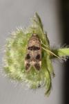 Mirificarma maculatella