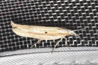Ypsolopha nemorella