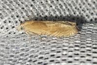 Eucosma conterminana