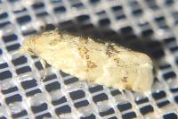 Aethes williana