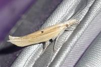 Ypsolopha nemorella