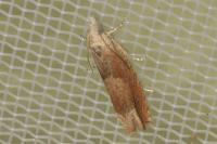 Eucosma conterminana