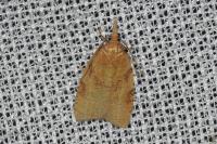 Sparganothis pilleriana