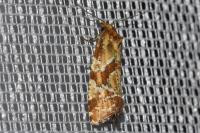 Aethes hartmanniana