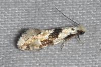 Nemapogon clematellus