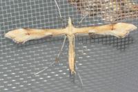 Gillmeria ochrodactyla