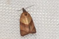 Philedone gerningana