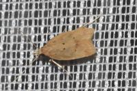 Acompsia schmidtiellus