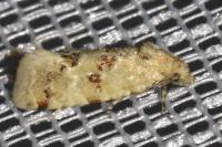 Aethes williana