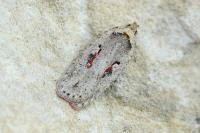 Agonopterix ocellana