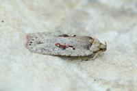 Agonopterix ocellana