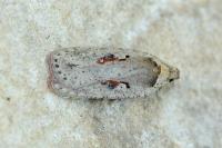 Agonopterix ocellana