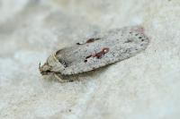 Agonopterix ocellana