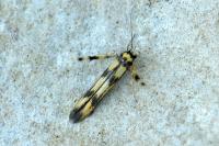Stathmopoda pedella