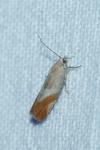 Epinotia cruciana