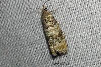 Piniphila bifasciana