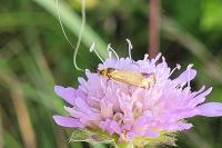 Nemophora metallica