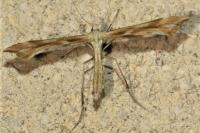Gillmeria pallidactyla