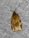 Choristoneura hebenstreitella