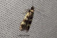 Apatema proteroclina