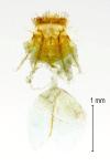 Cnephasia genitalana